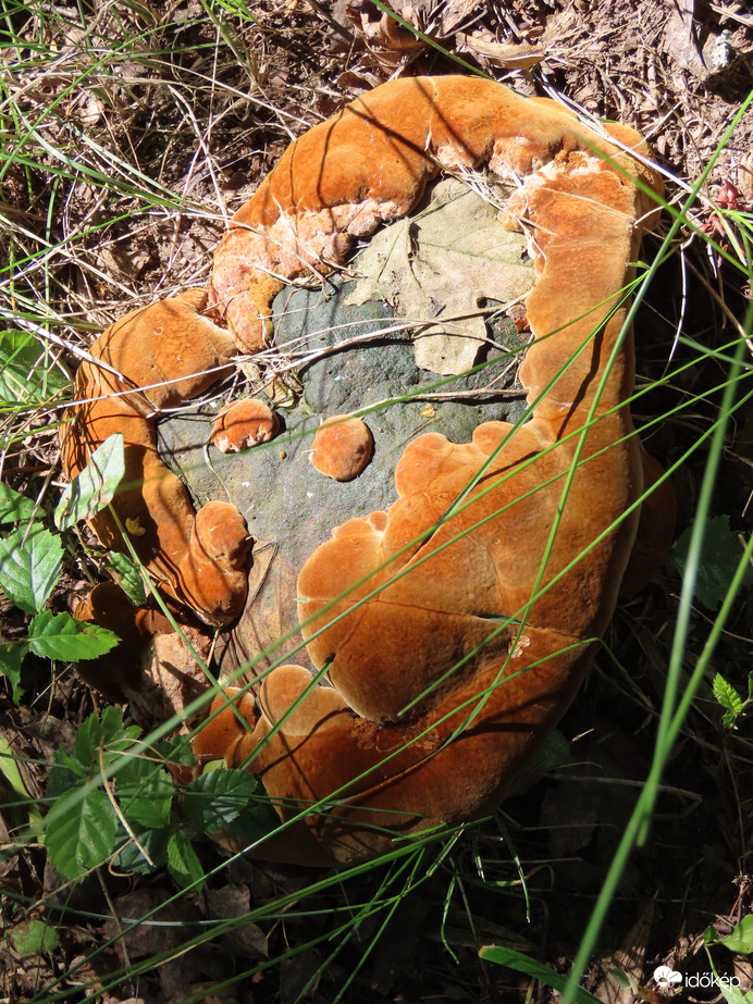 Gomba vagyok, de milyen? 1.   06.19.