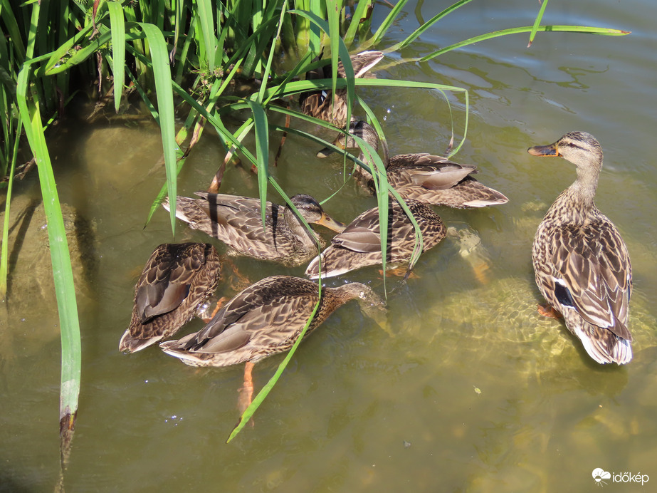 Ebédelni készül a récecsalád 06. 19.