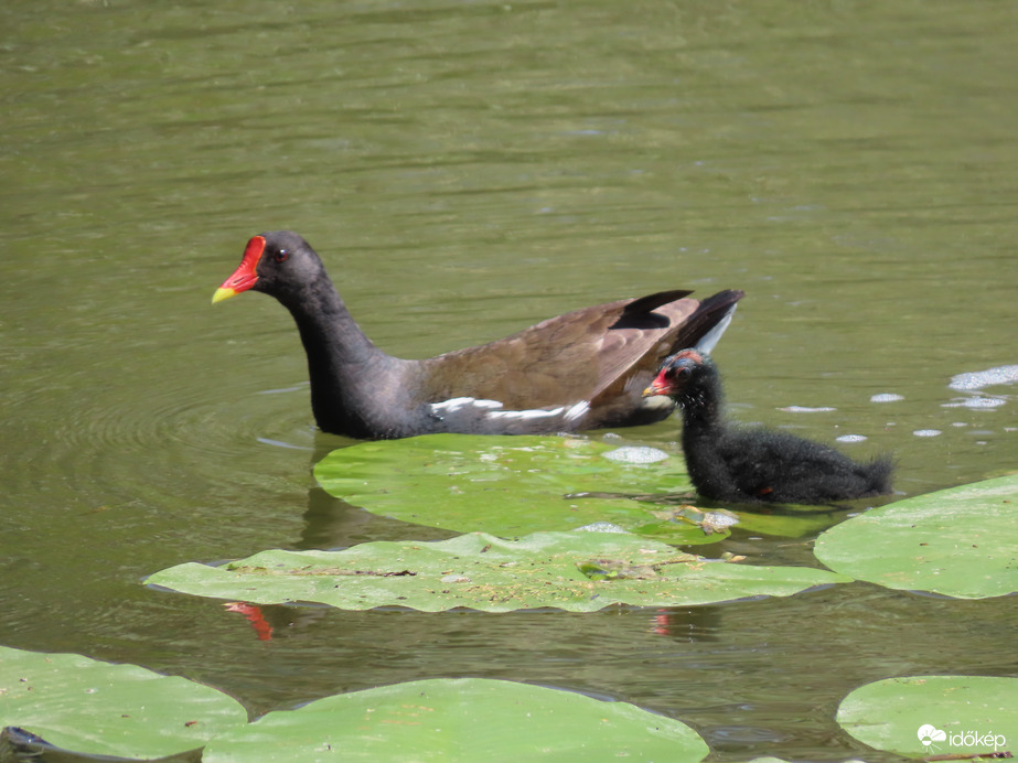 Vízityúk csibével 06. 19.