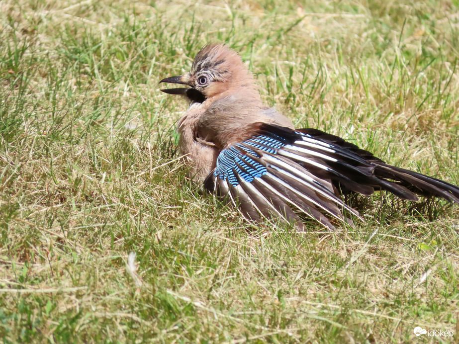 Hűsítem magamat! 06. 19.