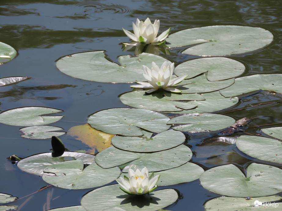 Tündérrózsák a Horgásztó vizén 06.19.