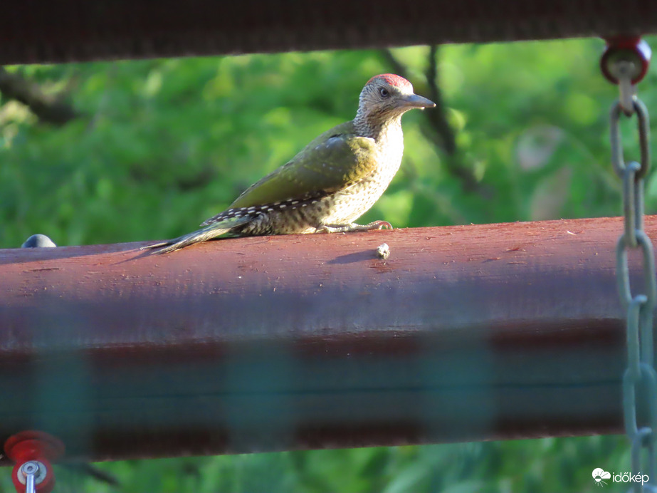 Hogy lehet itt hintázni?