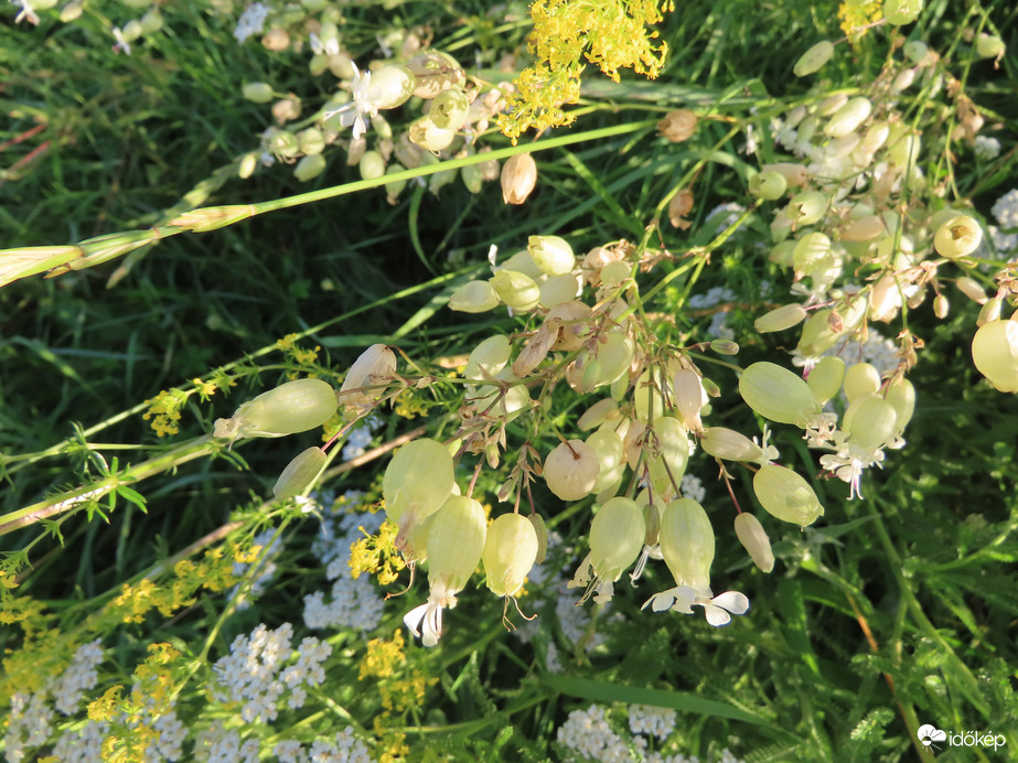 Hólyagos habszegfű