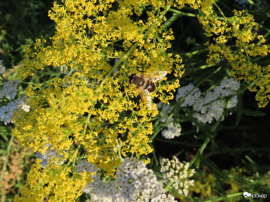 Zengőlégy vadvirágon