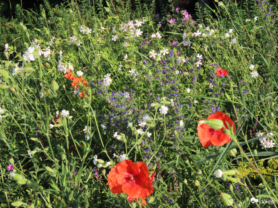A természet ajándéka