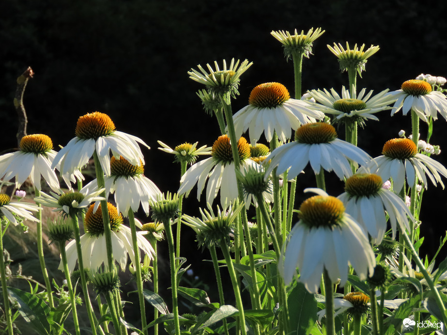 A Sportligetben láttam