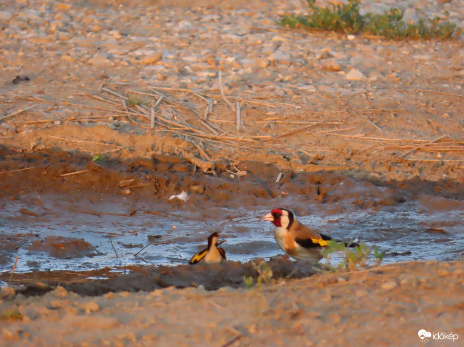 A Tengelicek is megszomjaztak