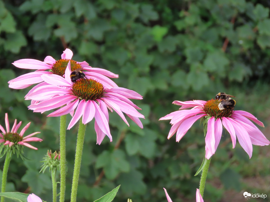 Bíbor kasvirág szorgoskodókkal
