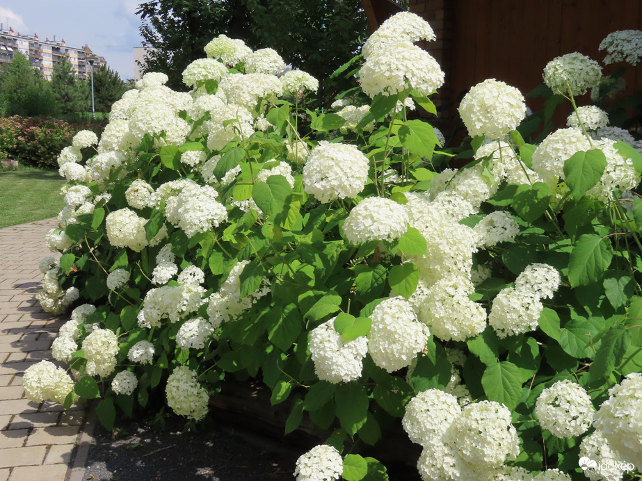 Hortenzia a Sportligetben