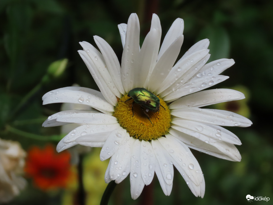 Margaréta Aranyos rózsabogárral