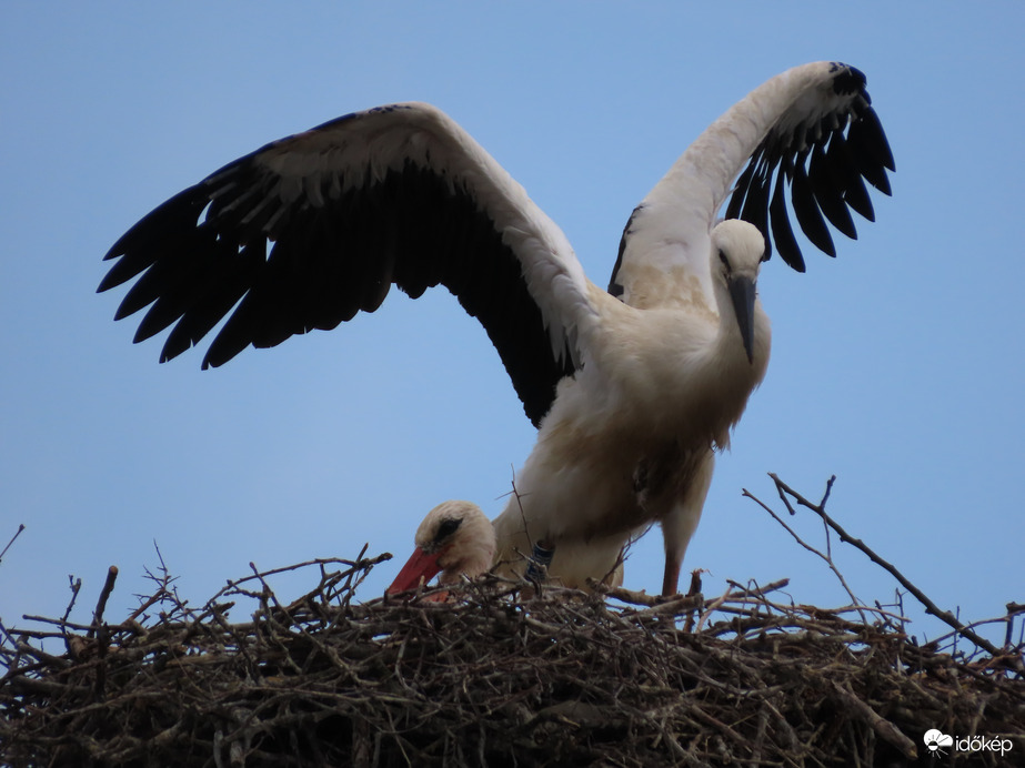 Szárnypróbálgatás