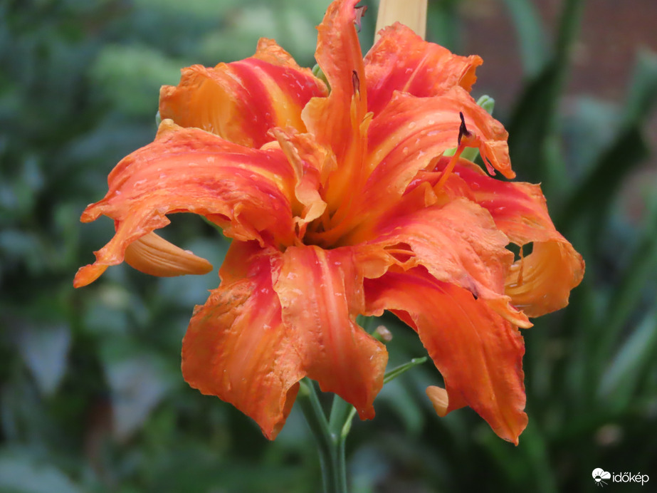 Lángszínű sásliliom