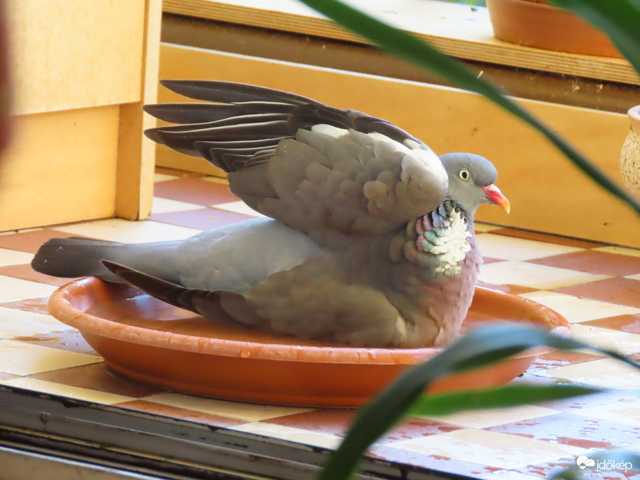 A szárnyam alá is jusson!