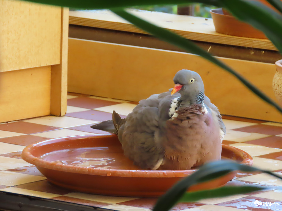 Jó a vízben elücsörögni!