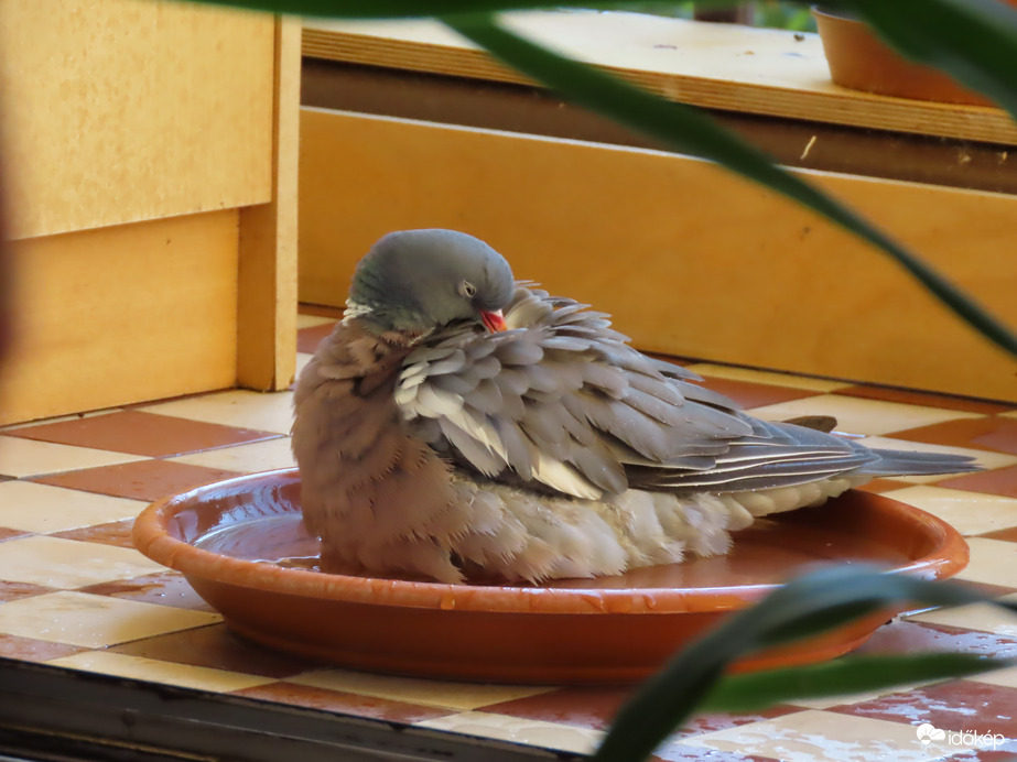 Tollászkodás vízben ülve