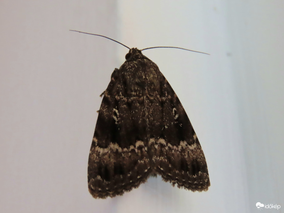 Fahéjszínű zsírosbagoly