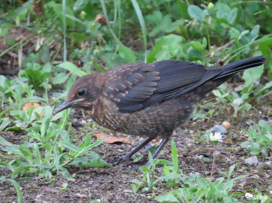 Reggelit kereső fiatal Fekete rigó