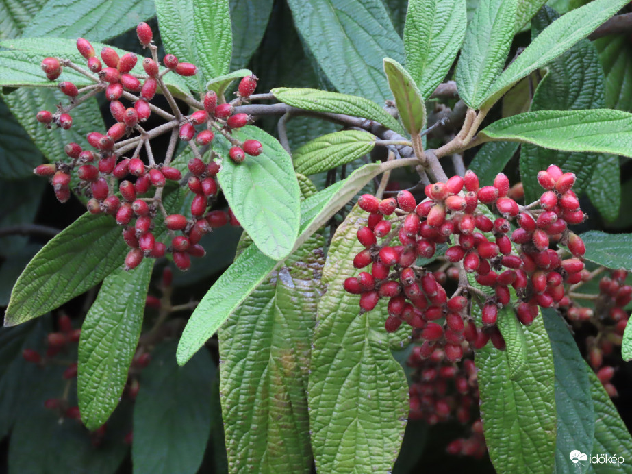 Ráncoslevelű bangita termése