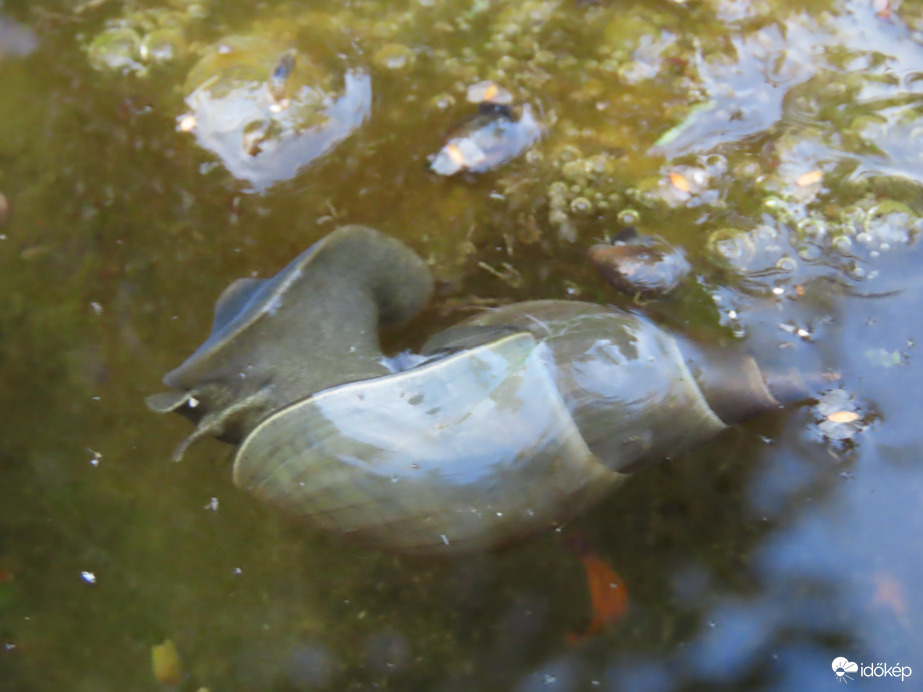 Házából kibújó vízicsiga