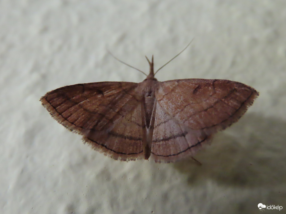 Reggeli vendég-Ormányos karcsúbagoly