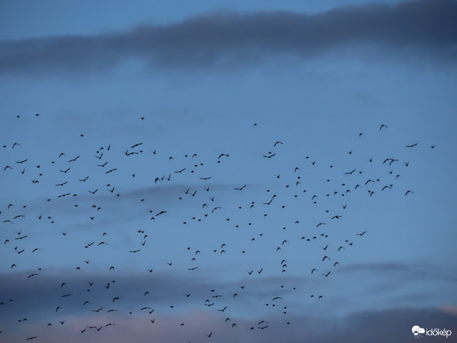 Madárcsapat napnyugta idején