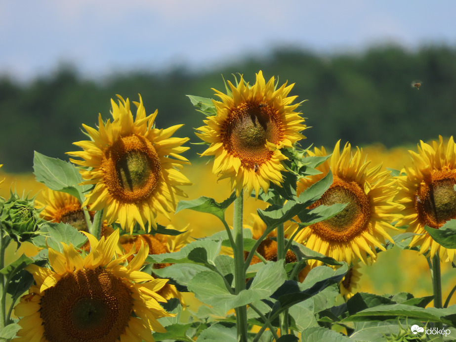 Üdvözöljük a Napot!