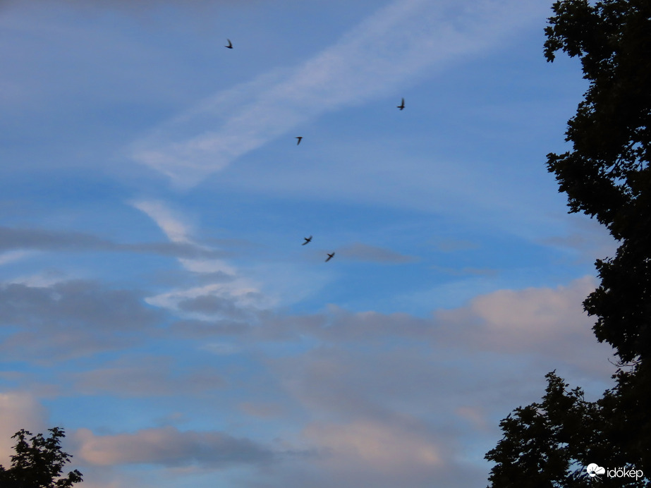 Reggeli égbolt fecskékkel