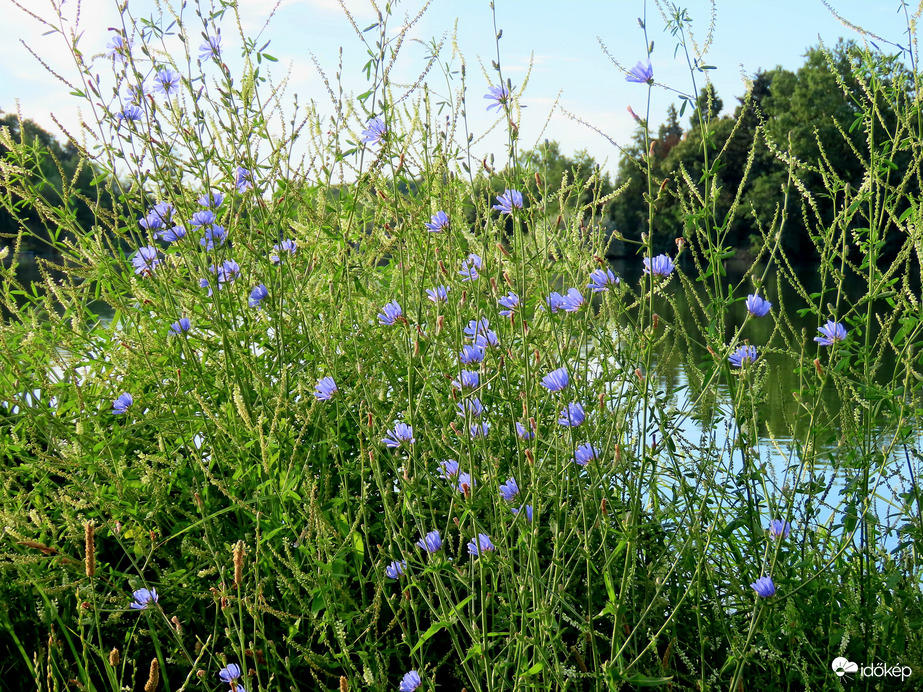 Tópart Mezei katánggal