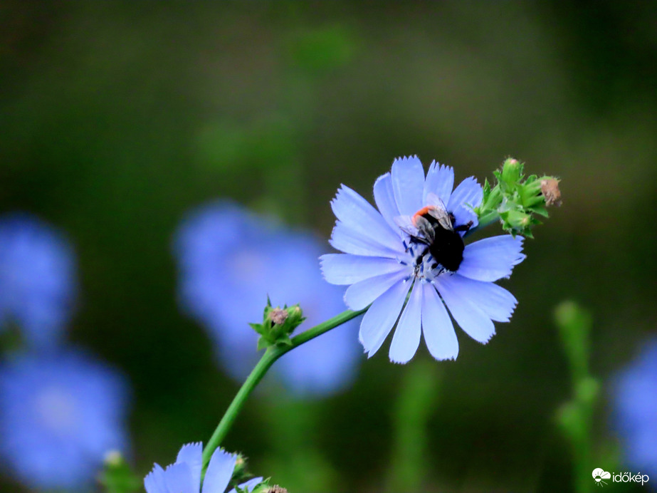 Mezei katáng Kövi poszméhvel