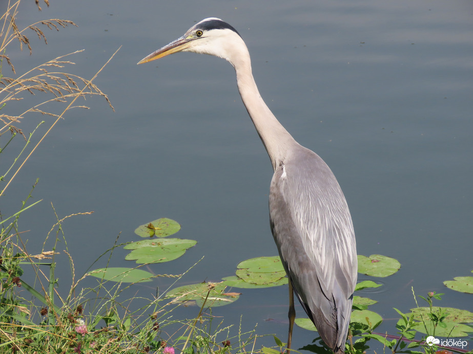 Próbálkozom, bár nagyon meleg van!