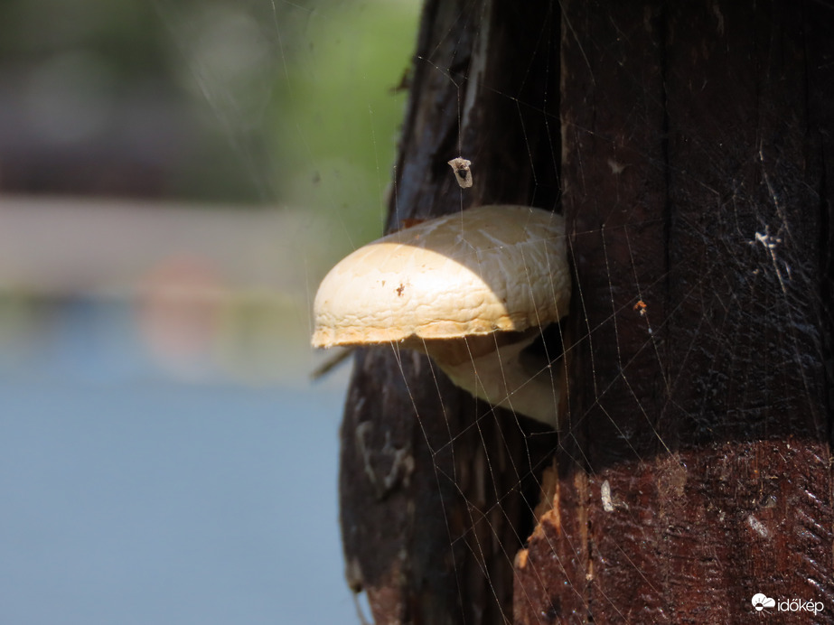 Pókhálóval beszőtt "cölöpgomba"