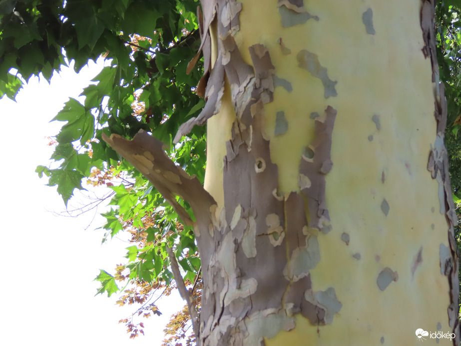 Bomlik a Platán kérge
