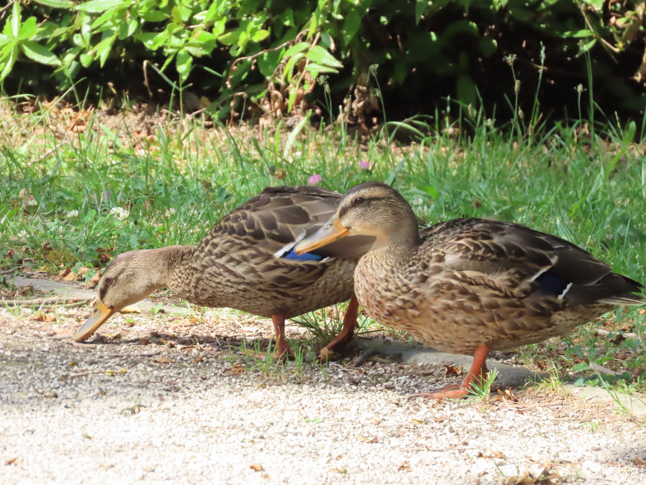 Sétálunk és keresgélünk