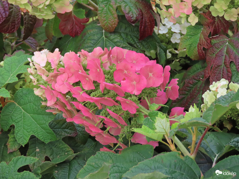 Színesedik a Tölgylevelű hortenzia