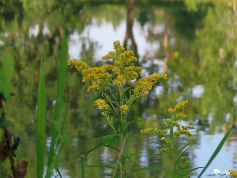 Aranyvessző a tóparton
