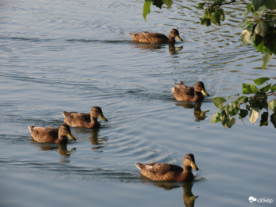 Récecsapat kora reggel