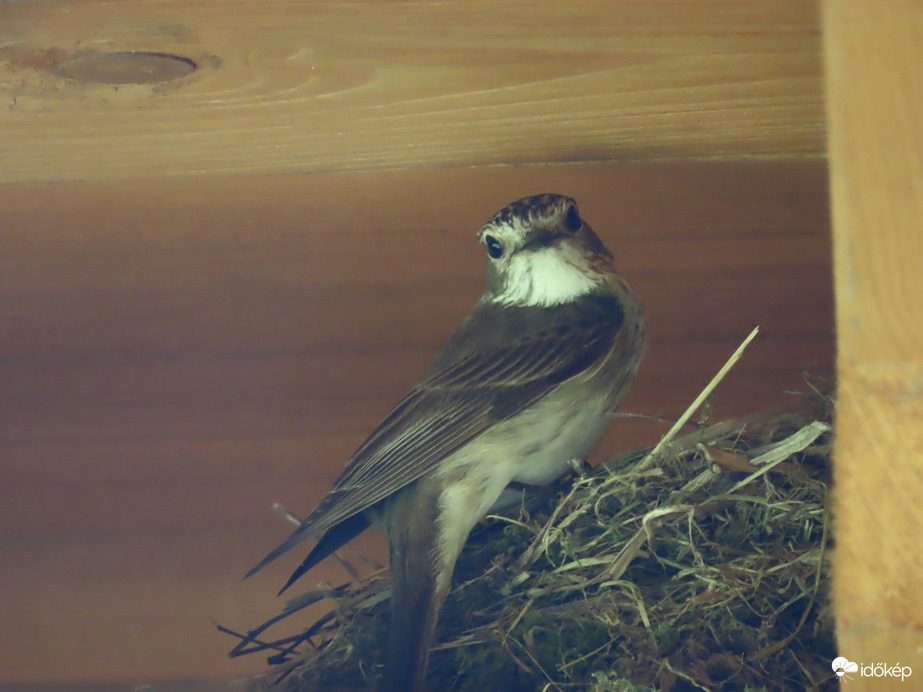 Felfedeztél? Ne áruld el senkinek!