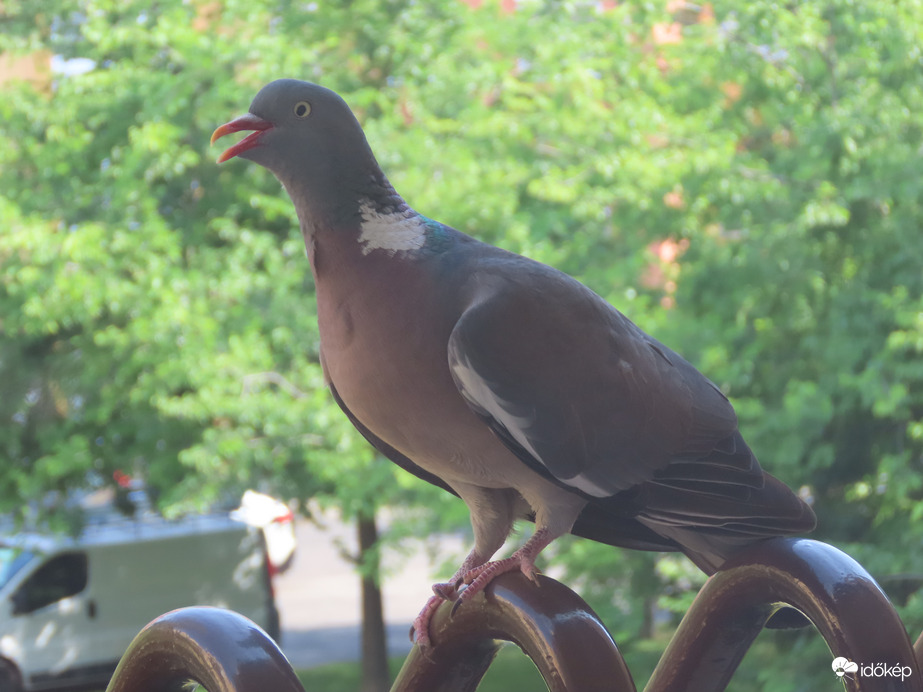 Örvöskénknek is nagyon melege van