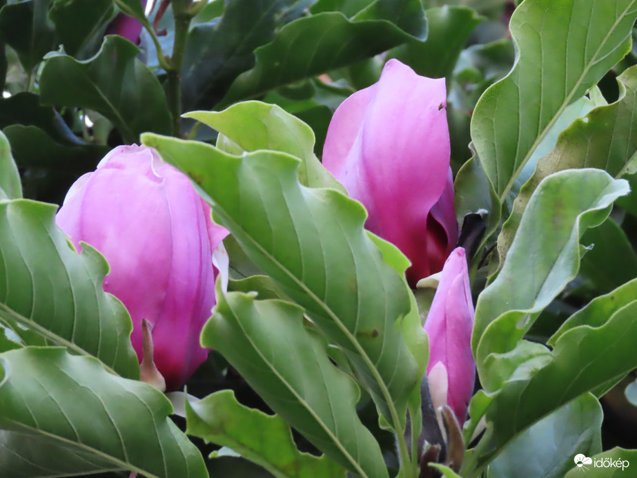 Virágzik a Magnólia