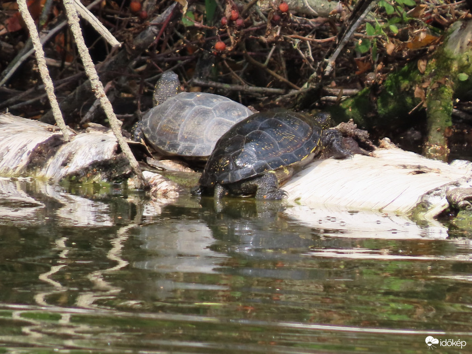 Felkapaszkodom melléd