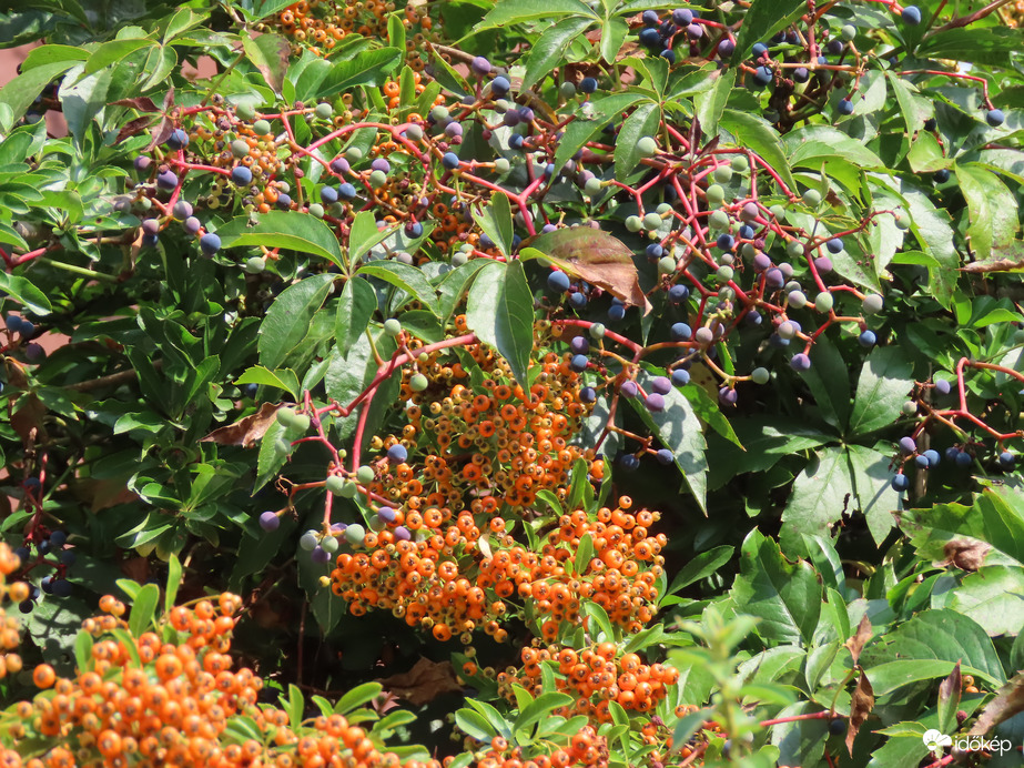 Tűztövis vadszőlővel