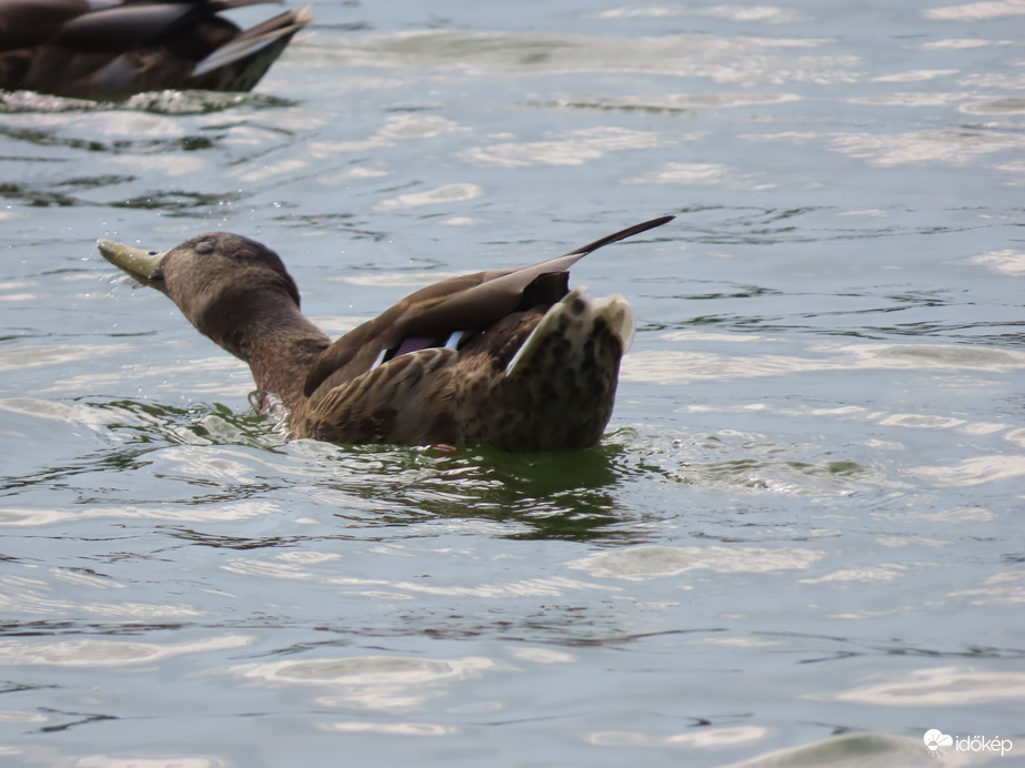 Én inkább pancsolok