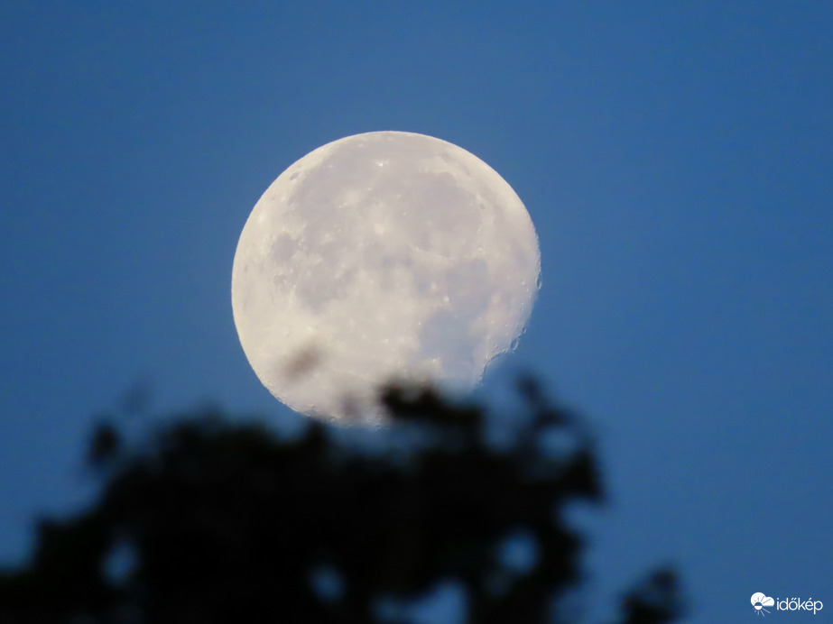 Pihenő a fa csúcsán