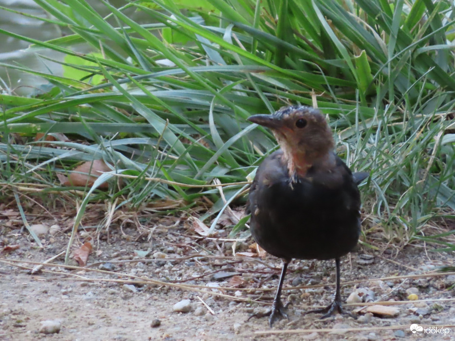 Hamarosan felnőtt leszek
