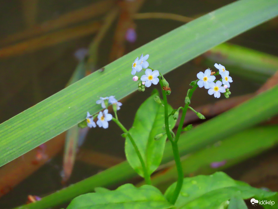 Nefelejcs a patak medrében