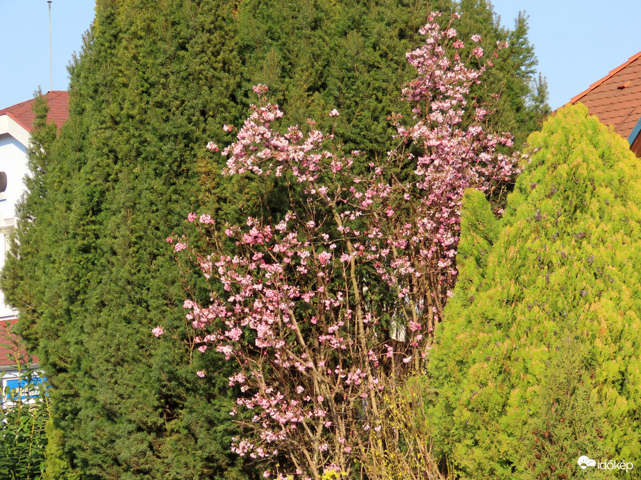 Virágba borult a Kikeleti bangita