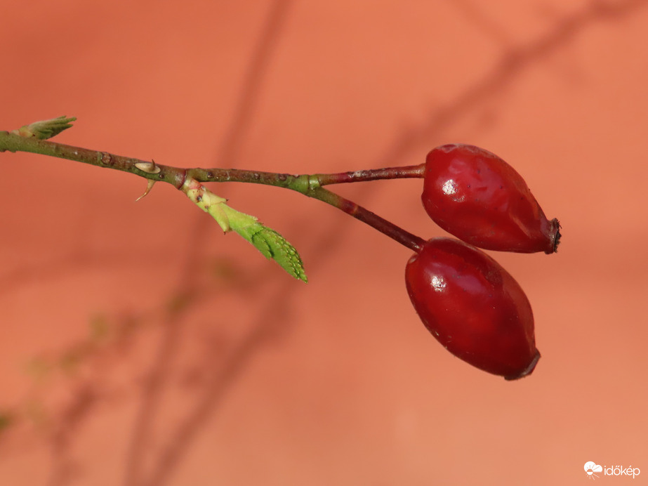 Ősz és tavasz találkozása