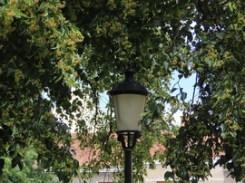 Hársfa ölelésében