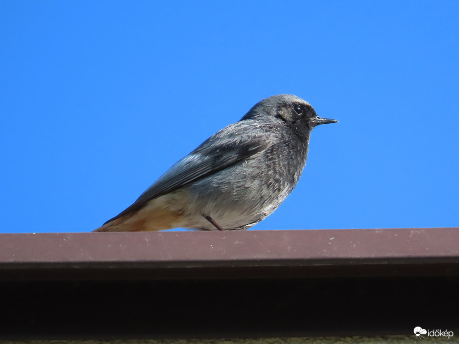 Házi rozsdafarkú, hím