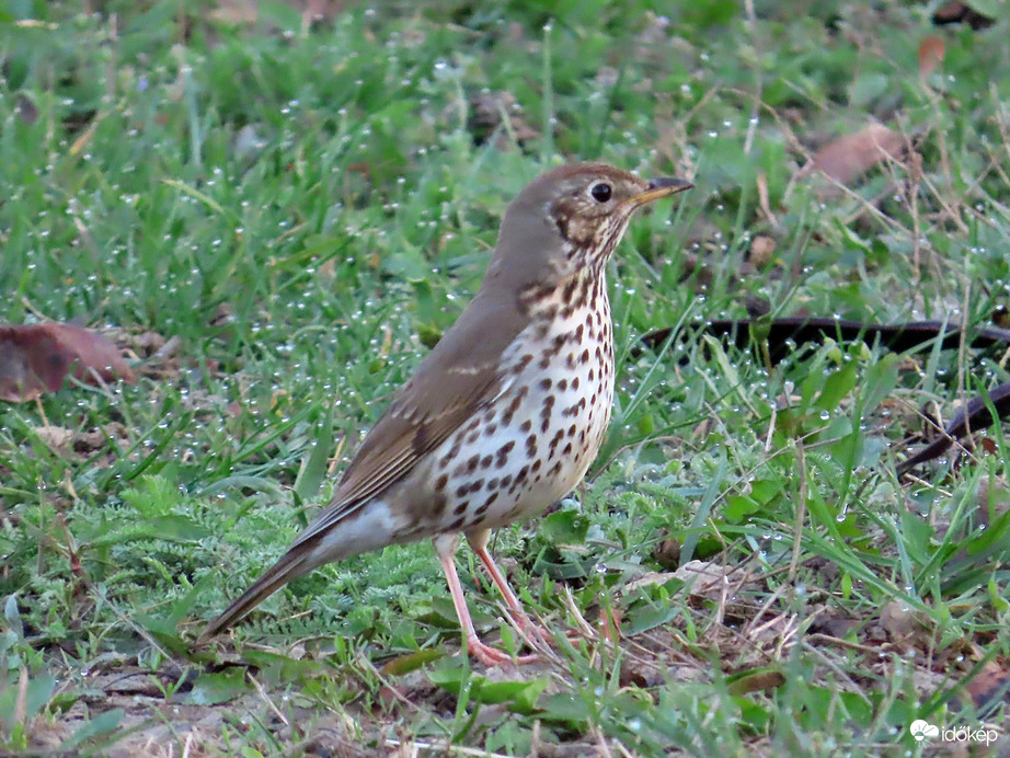 Énekes rigó a harmatos fűben